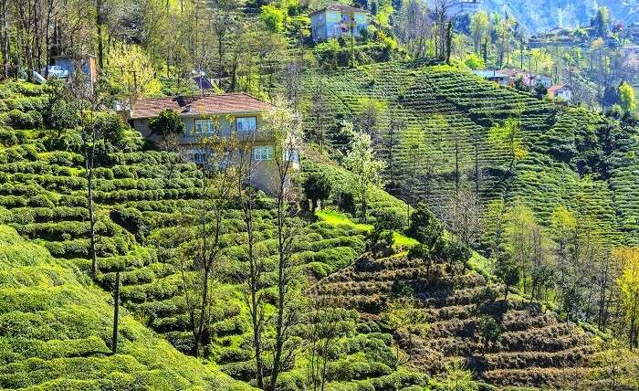 Palampur