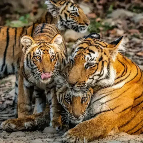 tiger2_0iten