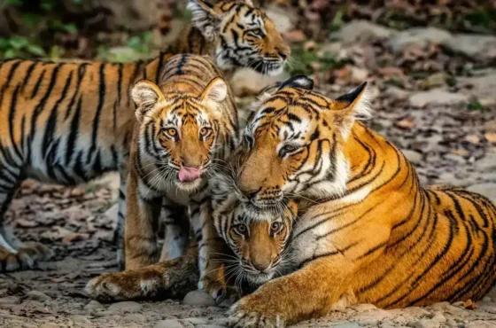 Uttarakhand Hill Stations & Jim Corbett Wildlife Tour Package