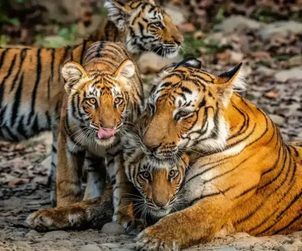 Uttarakhand Hill Stations & Jim Corbett Wildlife Tour Package