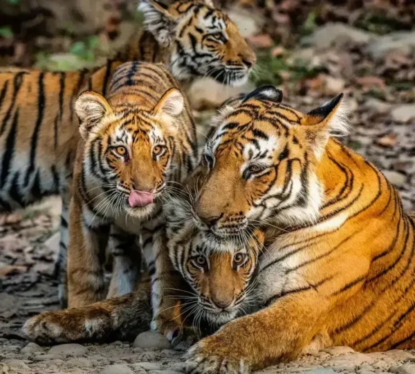 Delhi