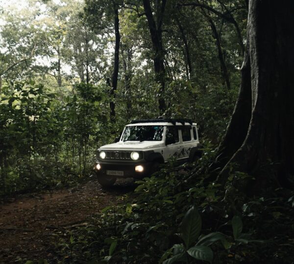 Jungle Safari