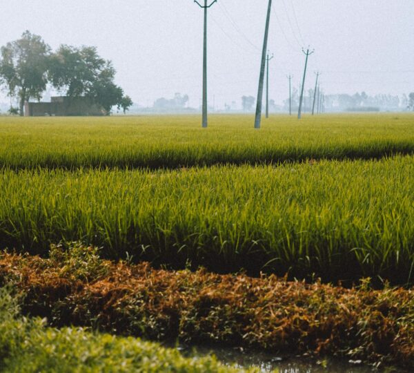 Punjab