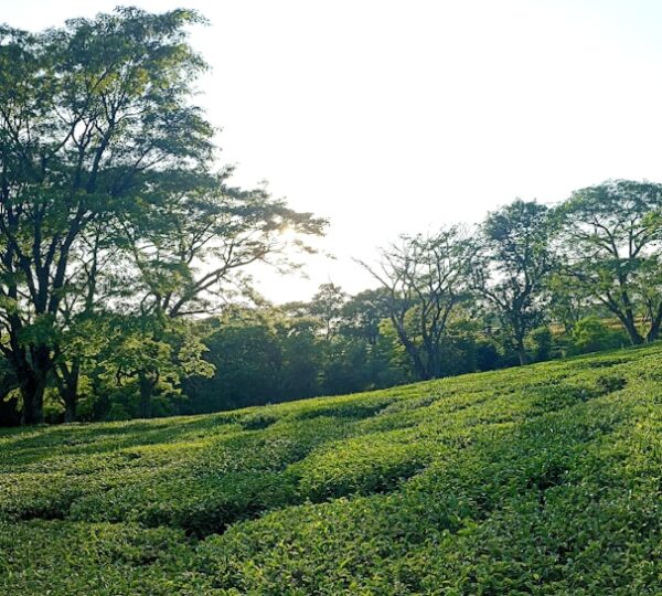 Palampur